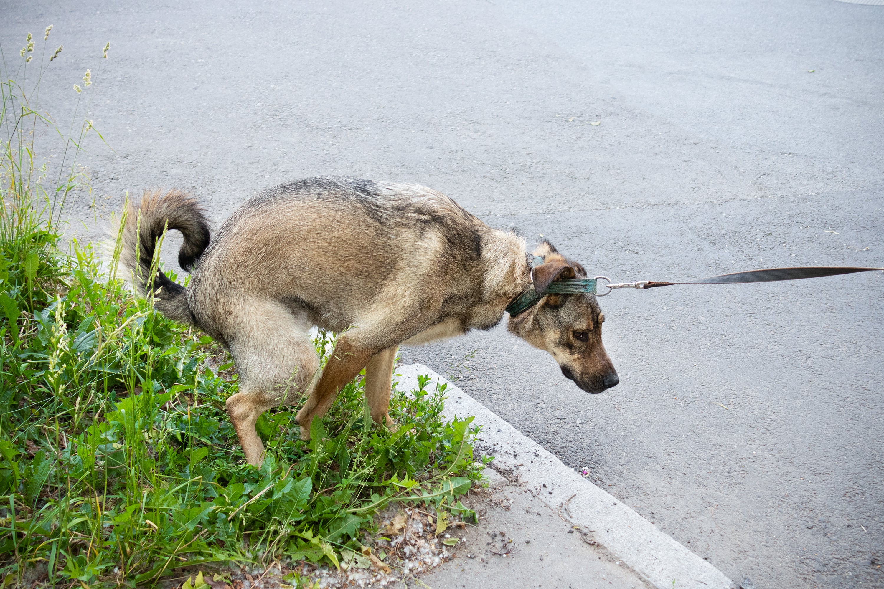 Perro con correa defecando en la calle