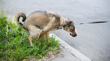 ADN para multar heces de perros: por qué Costa Rica no puede aplicar el modelo de España