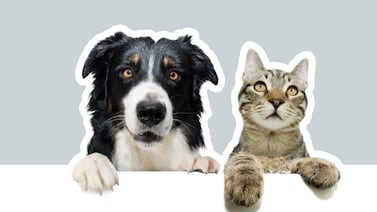 ¿Su mascota está estresada? Estas señales pueden pasar desapercibidas