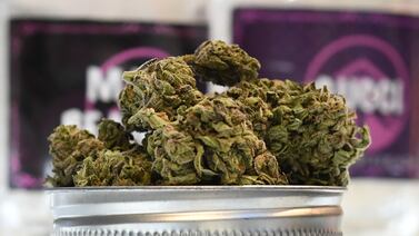 Tres candidatos presidenciales proponen legalizar la marihuana recreativa en Costa Rica: ¿es posible o solo un discurso electoral?