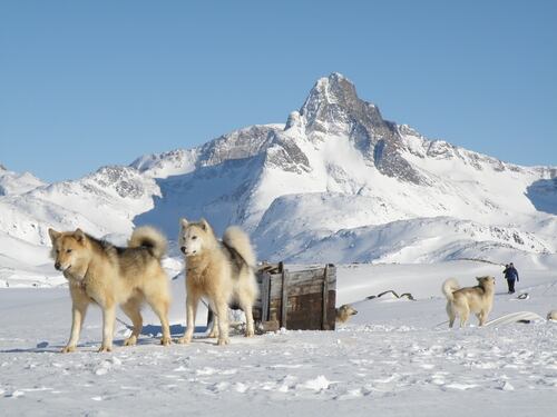 Paisaje ártico en Groenlandia con perros de trineo frente a montañas nevadas, representando la conexión cultural y natural de la isla en medio de disputas geopolíticas.