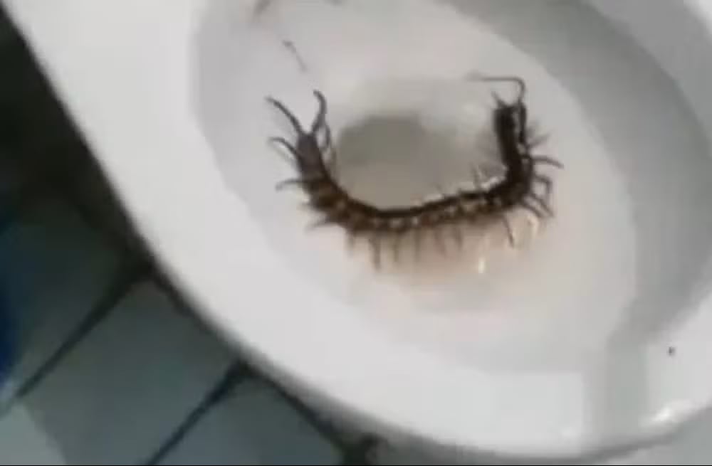 El hallazgo de un ciempiés gigante dentro de un inodoro en Colombia causó impacto en redes sociales por el tamaño del animal.