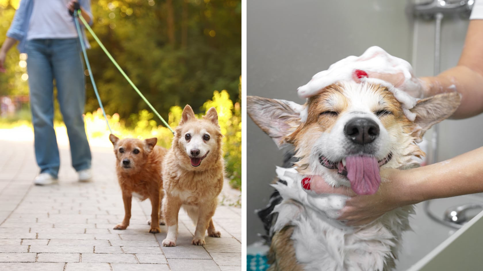 Vacante en el Reino Unido paga más de $70.000 al año por cuidar un perro y gestionar tareas del hogar con residencia incluida.