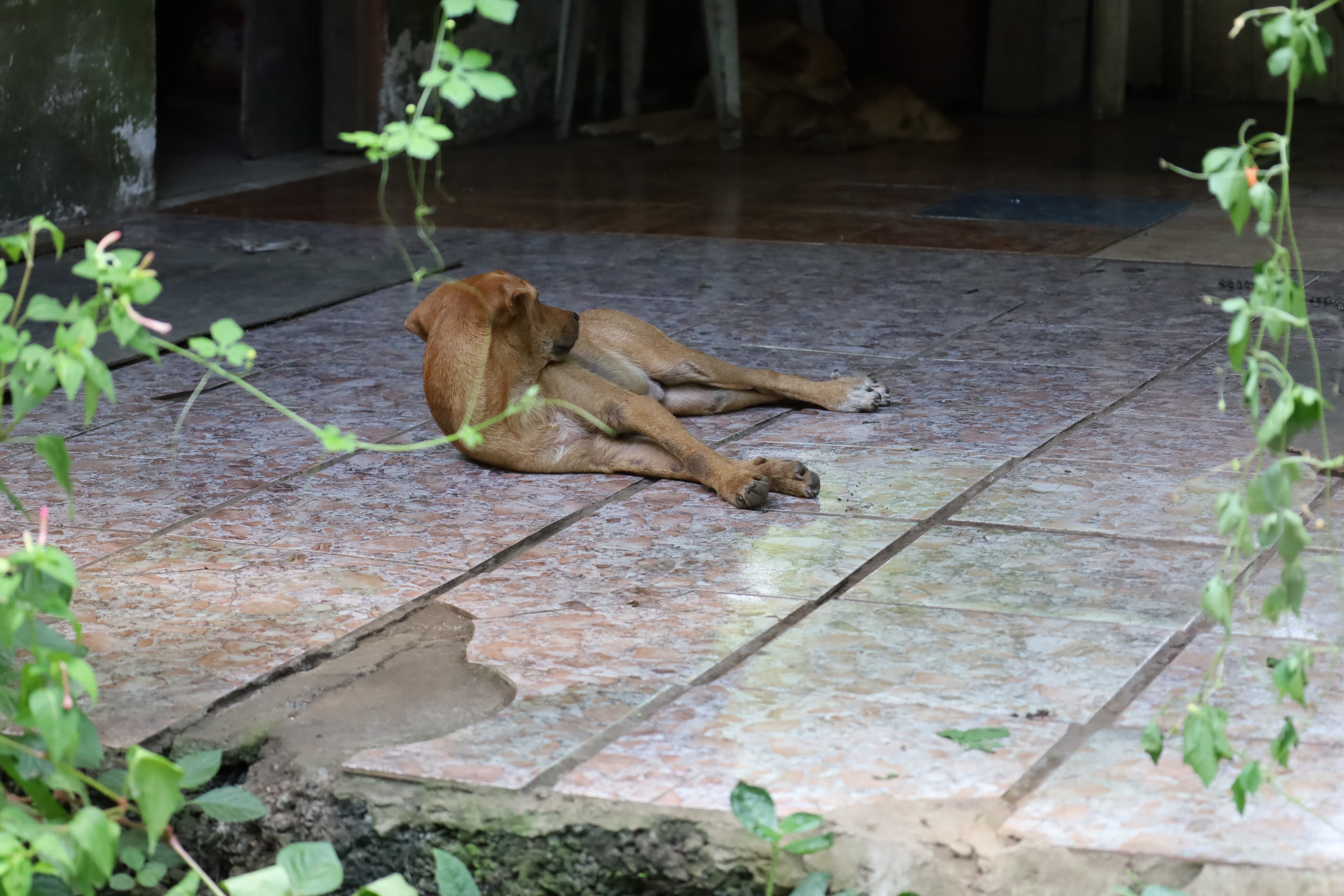 En la casa del sospechoso de la muerte de 14 perros en Guácimo, todavía hay otros animales vivos.
