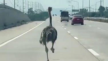 Avestruz corrió por una concurrida autopista de Tailandia: vea el video