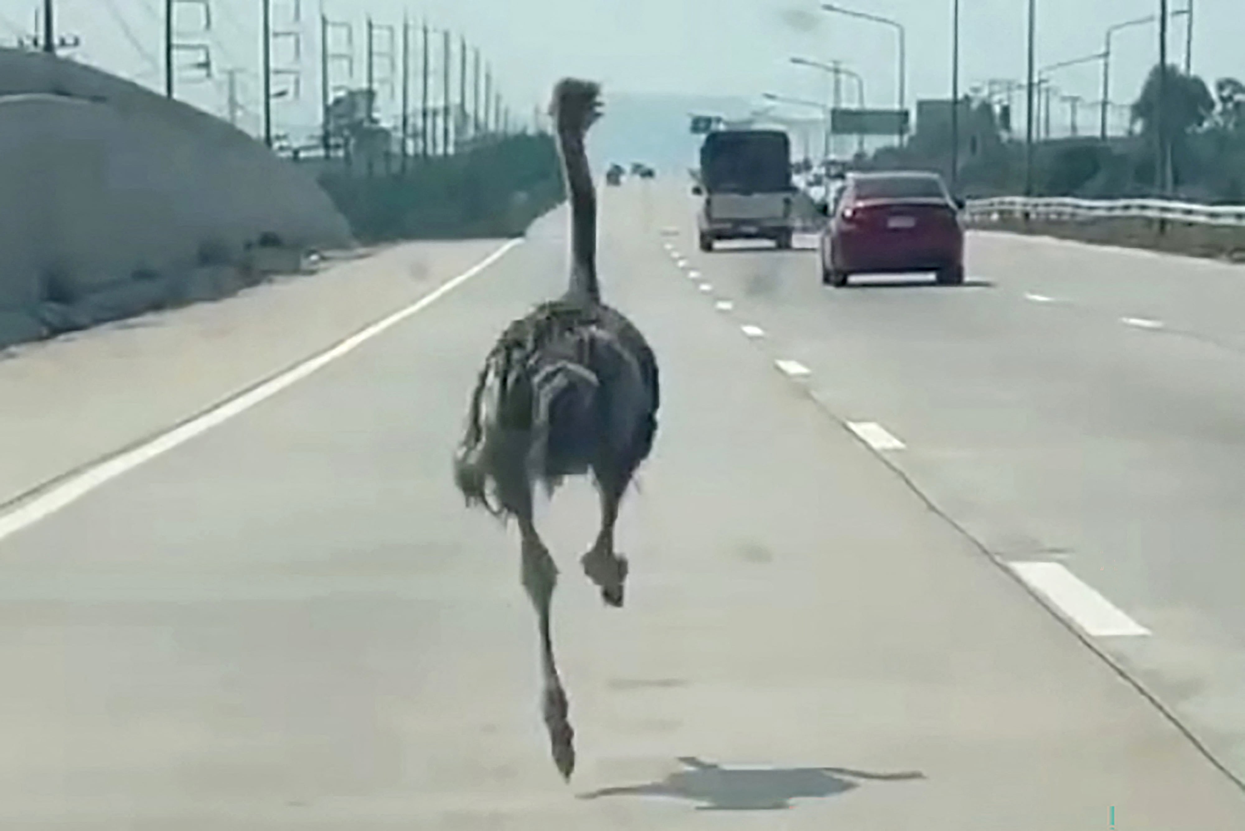 This frame grab from a handout video courtesy of Chairat Sompong taken and released on April 7, 2026 shows an ostrich running along a highway in Thailand's Chonburi province. A pet ostrich in Thailand went for a speedy jaunt down a busy highway on April 7 after escaping its enclosure at an animal-themed cafe and leaving his mate in the dust. (Photo by Handout / Courtesy of Chairat Sompong / AFP) / -----EDITORS NOTE --- RESTRICTED TO EDITORIAL USE - MANDATORY CREDIT "AFP PHOTO / Courtesy of Chairat Sompong " - NO MARKETING - NO ADVERTISING CAMPAIGNS - DISTRIBUTED AS A SERVICE TO CLIENTS - NO ARCHIVES