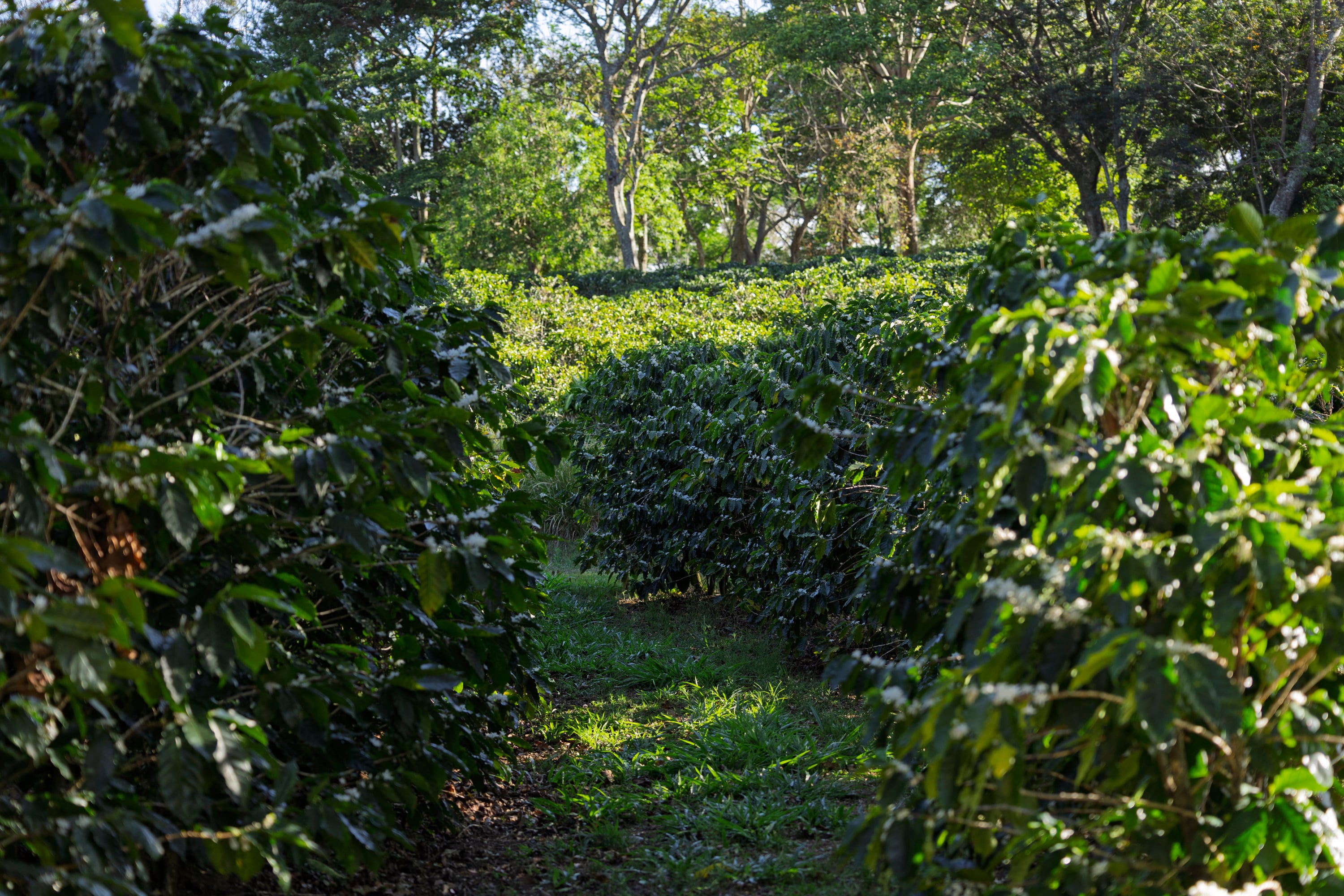 03/03/2026, Heredia, Barva, entrevista con Gustavo Jiménez director ejecutivo de ICAFE, Marco Araya Molina jefe de estudios económicos y de mercado del ICAFE y Andres Piedra Fallas gerente de mercadeo y comunicación de ICAFE.