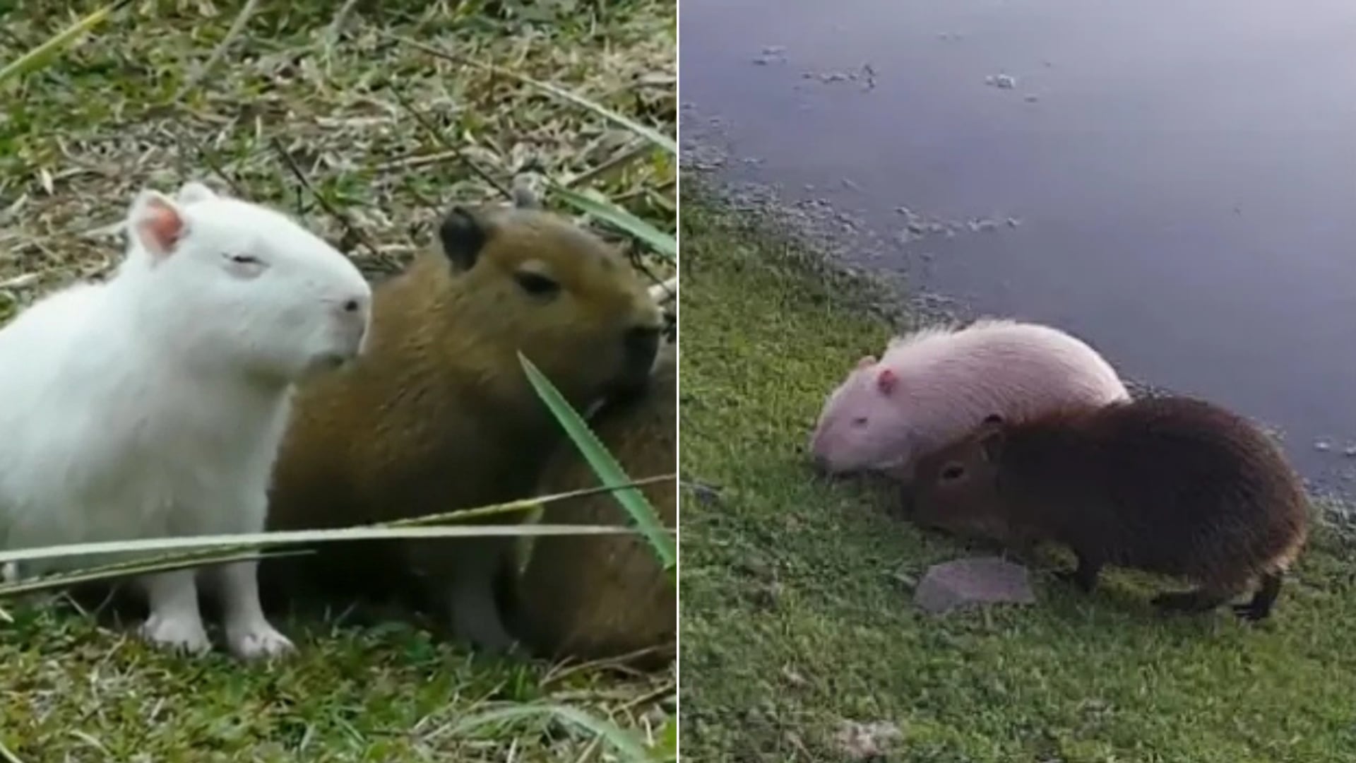 Un capibara albino fue avistado en Uruguay y su color blanco generó alerta entre expertos por los riesgos que enfrenta en la naturaleza