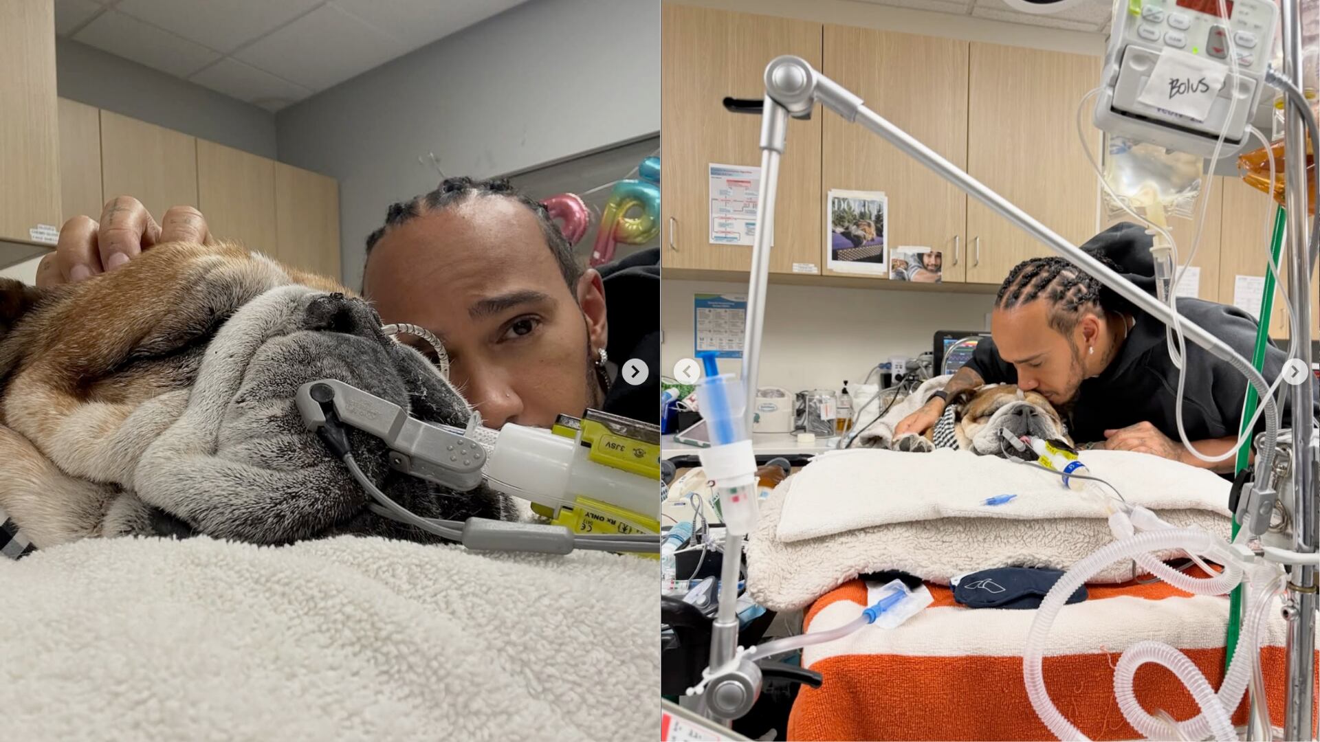 Hamilton reveló que su perro Roscoe está en coma tras un paro cardíaco. El piloto lo acompaña en el hospital veterinario.