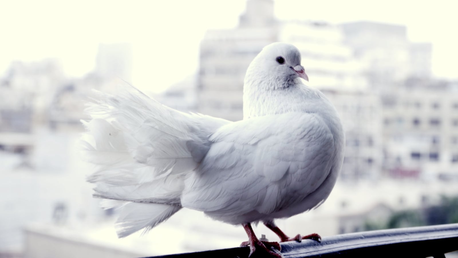 Fotograma de 'Alhaia Hunak / Life Is There' (2026), de Ishtar Yasin.