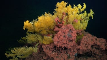 Nueva especie de coral aparece en aguas profundas de Costa Rica: es tan diferente que no encaja en ninguna familia conocida