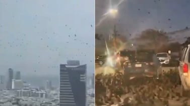 Miles de cuervos se esparcen por el cielo de Tel Aviv: ‘Presagio de desgracia’