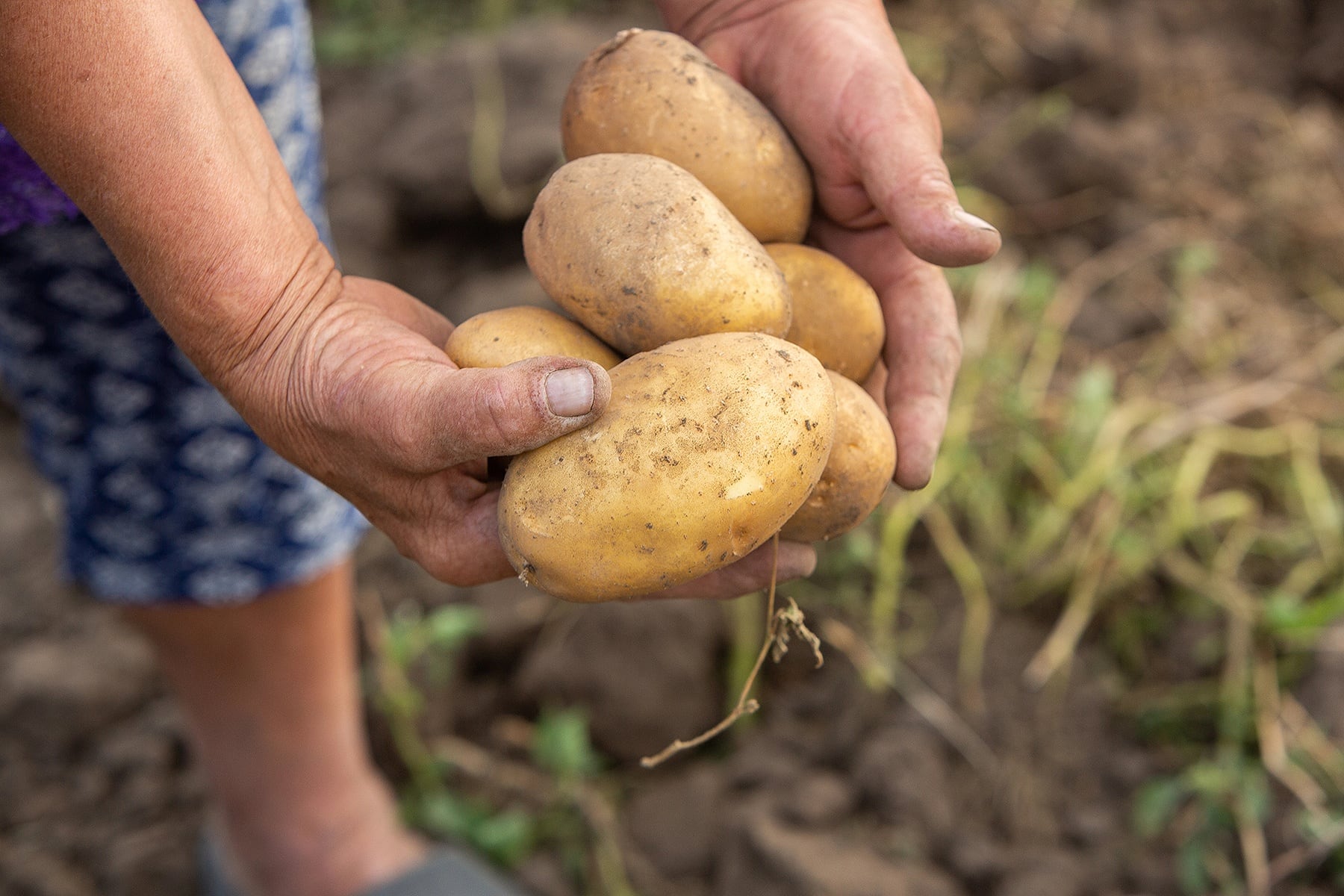 Investigadores encontraron señales de adaptación genética ligadas al consumo histórico de alimentos ricos en almidón en los Andes.