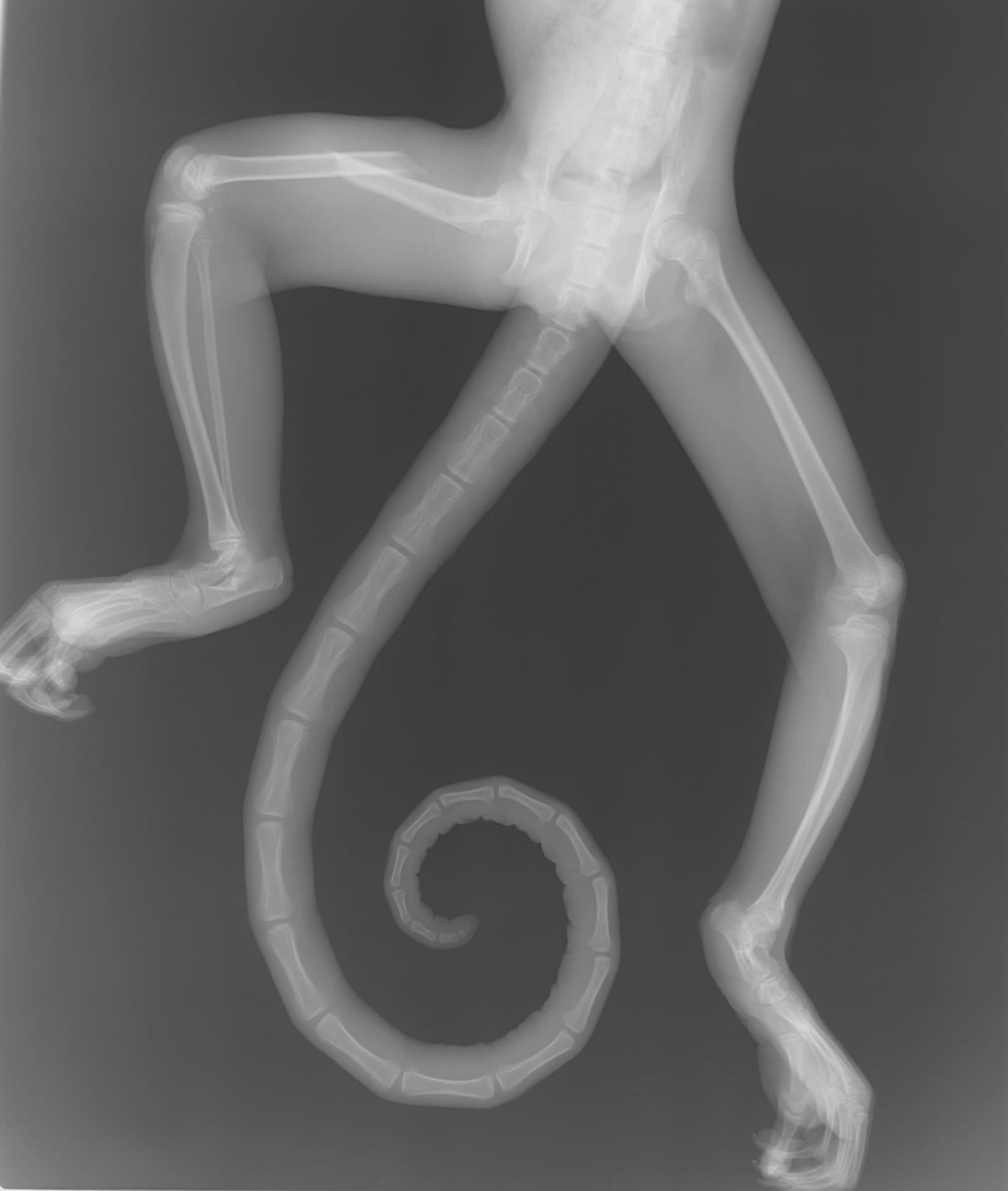 Mono congo (Aloutta palliata) fracturado tras haber sido atropellado.