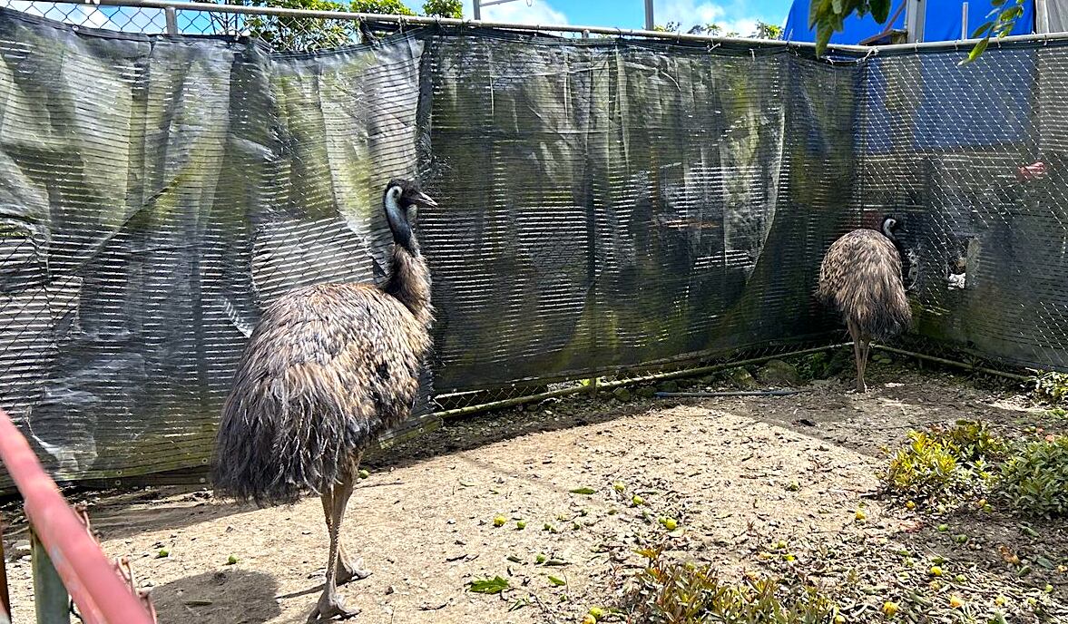 Estas son las otras dos aves emús halladas en El Guarco de Cartago donde eran usadas como atracción turística. Fotografía: Cortesía Sinac.