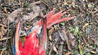 Detenido adulto mayor por matar una lapa con rifle de copas