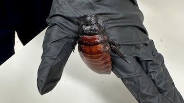 Más de 100.000 cucarachas gigantes valoradas en más de $140.000: Australia desmantela una crianza ilegal de especies exóticas