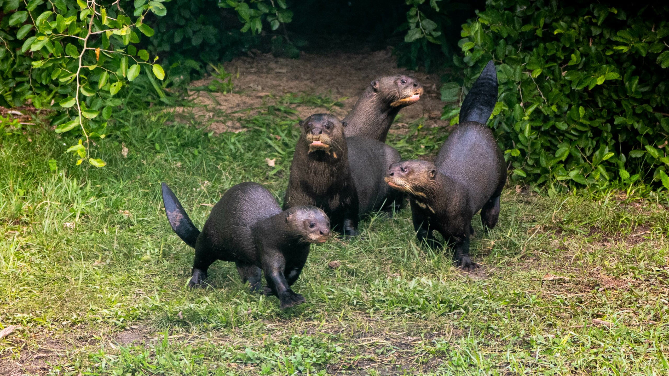 Argentina reintrodujo la nutria gigante en Iberá tras casi cuatro décadas sin poblaciones estables de la especie.