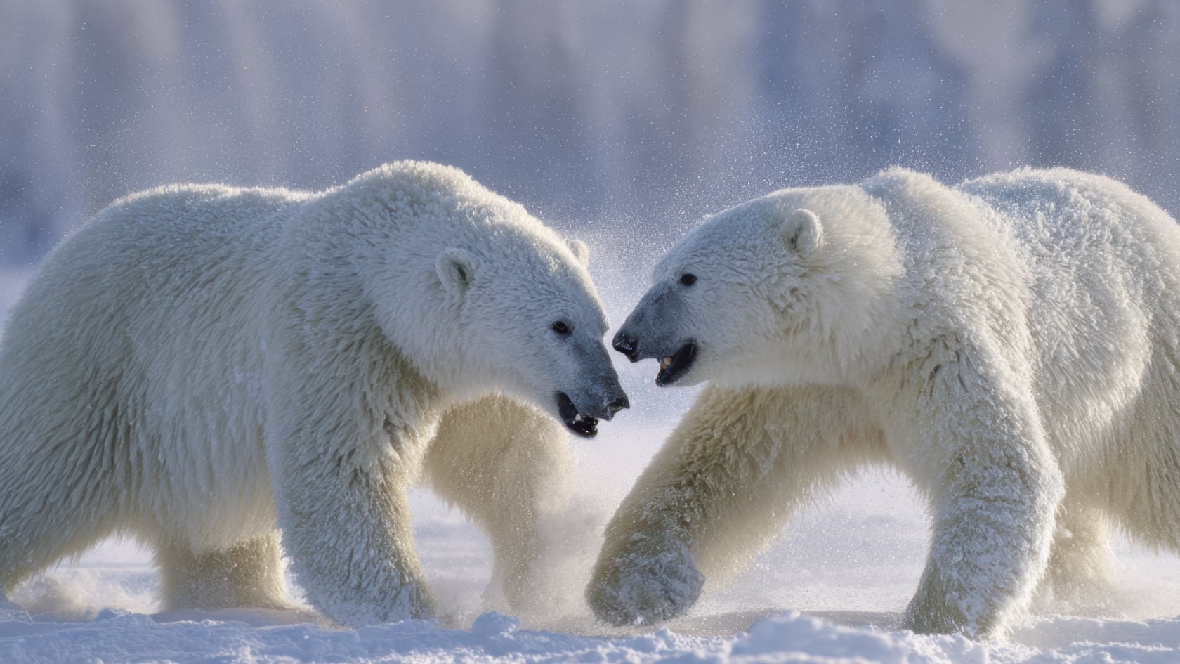 Osos polares, imagen con fines ilustrativos.