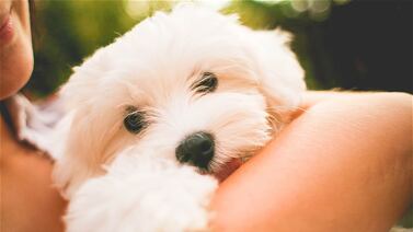 Google Photos ya reconoce mascotas