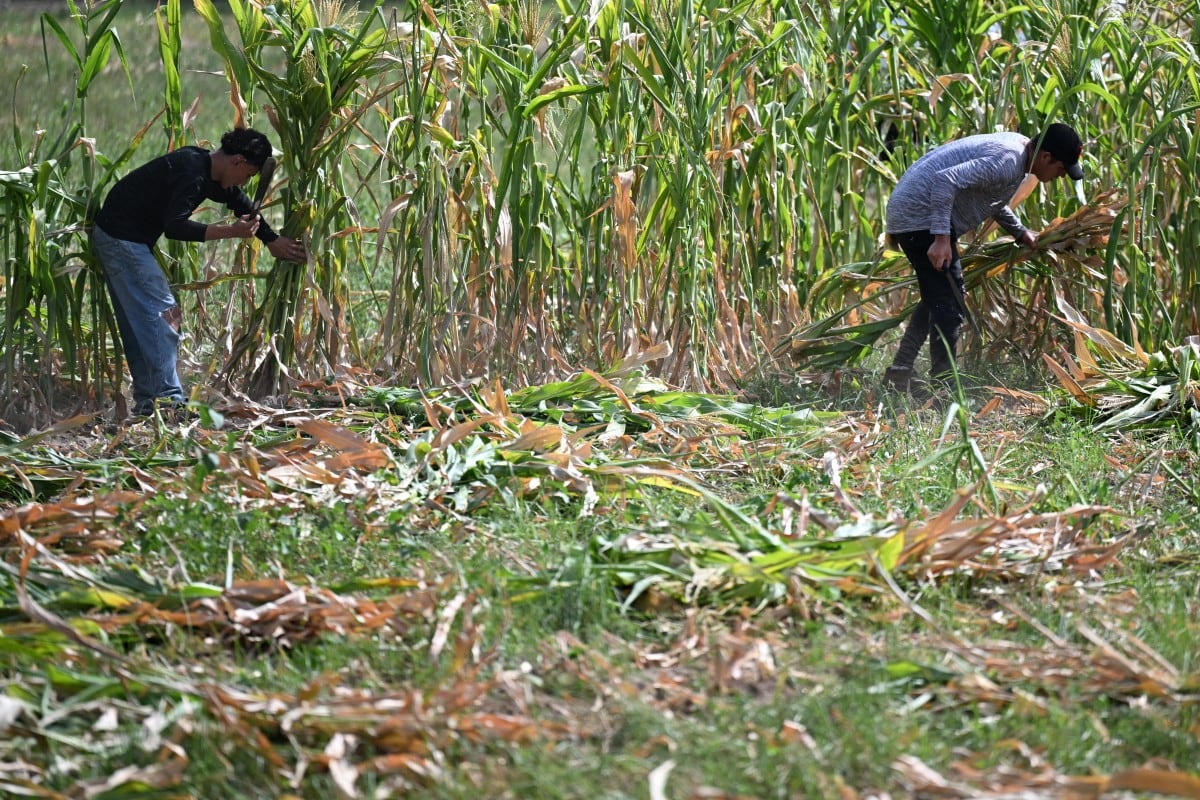 Agricultores cortan una cosecha de maíz arruinada por la falta de lluvias en Tecoluca, departamento de San Vicente, El Salvador.