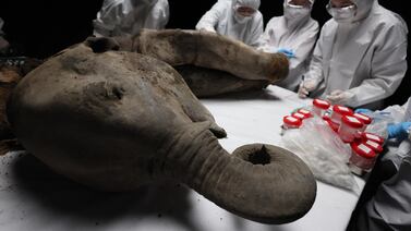 Científicos realizan necropsia a Yana: una cría de mamut de hace 130.000 años