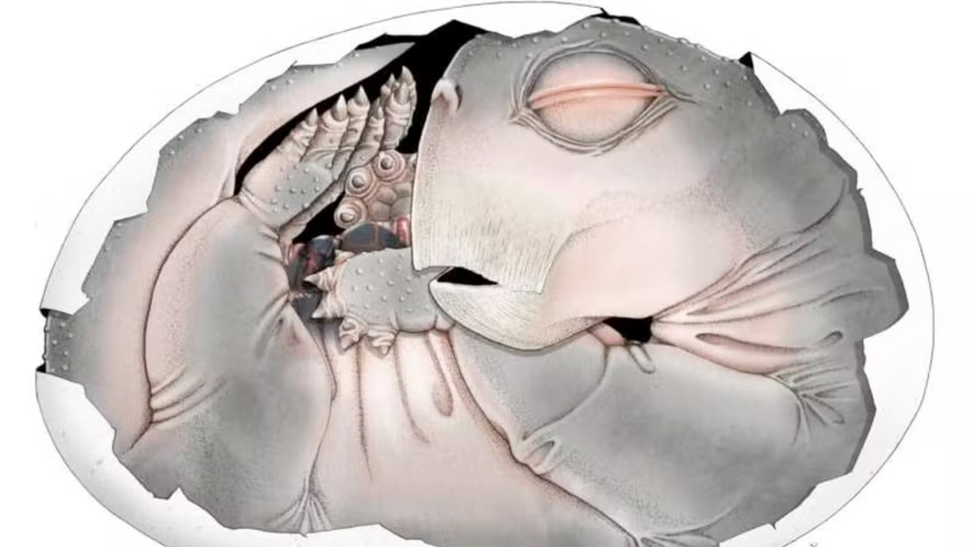 Un embrión fosilizado de 'Lystrosaurus' demuestra que los ancestros de mamíferos eran ovíparos y explica su éxito tras una extinción masiva.