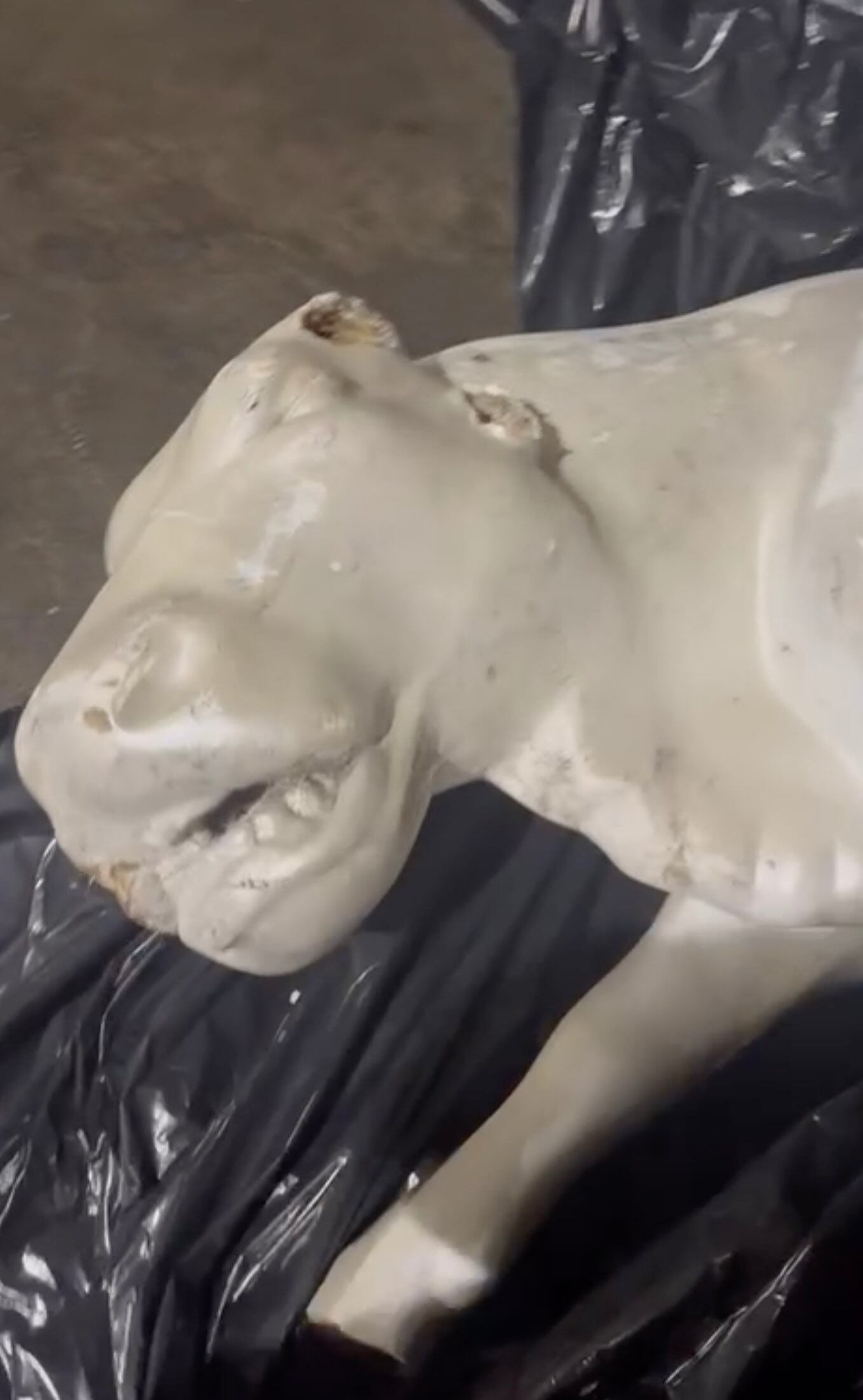 Cabeza de la vaca destrozada