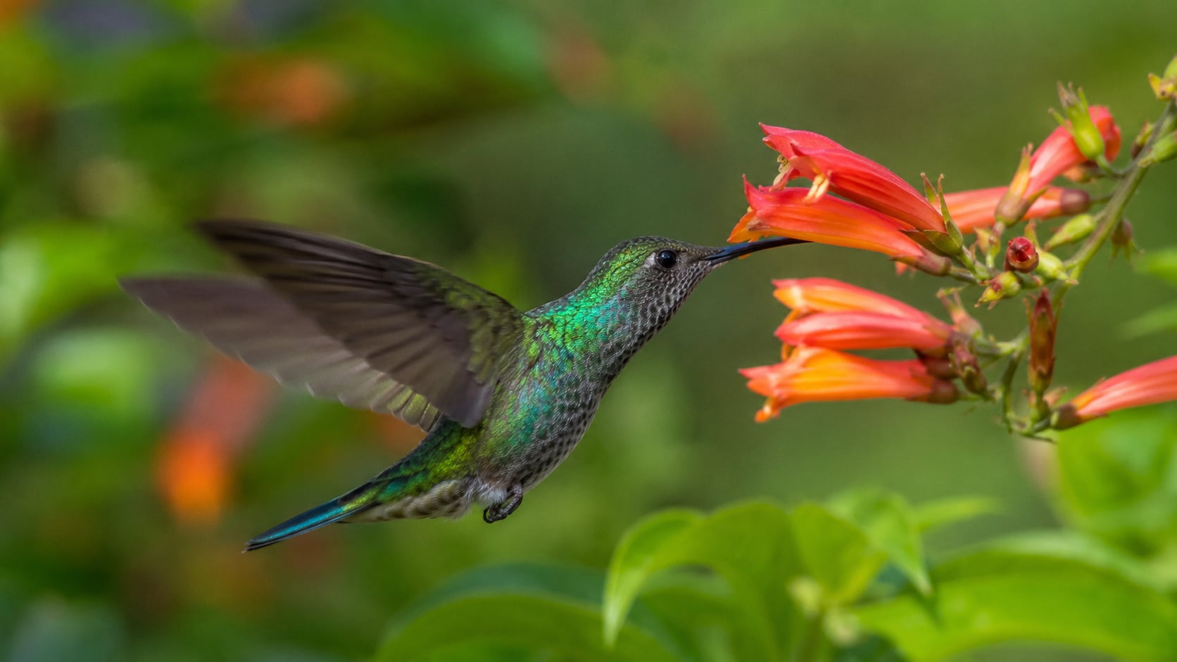 Sembrar plantas nativas y apoyar programas ambientales protege mejor a los colibríes que instalar bebederos.