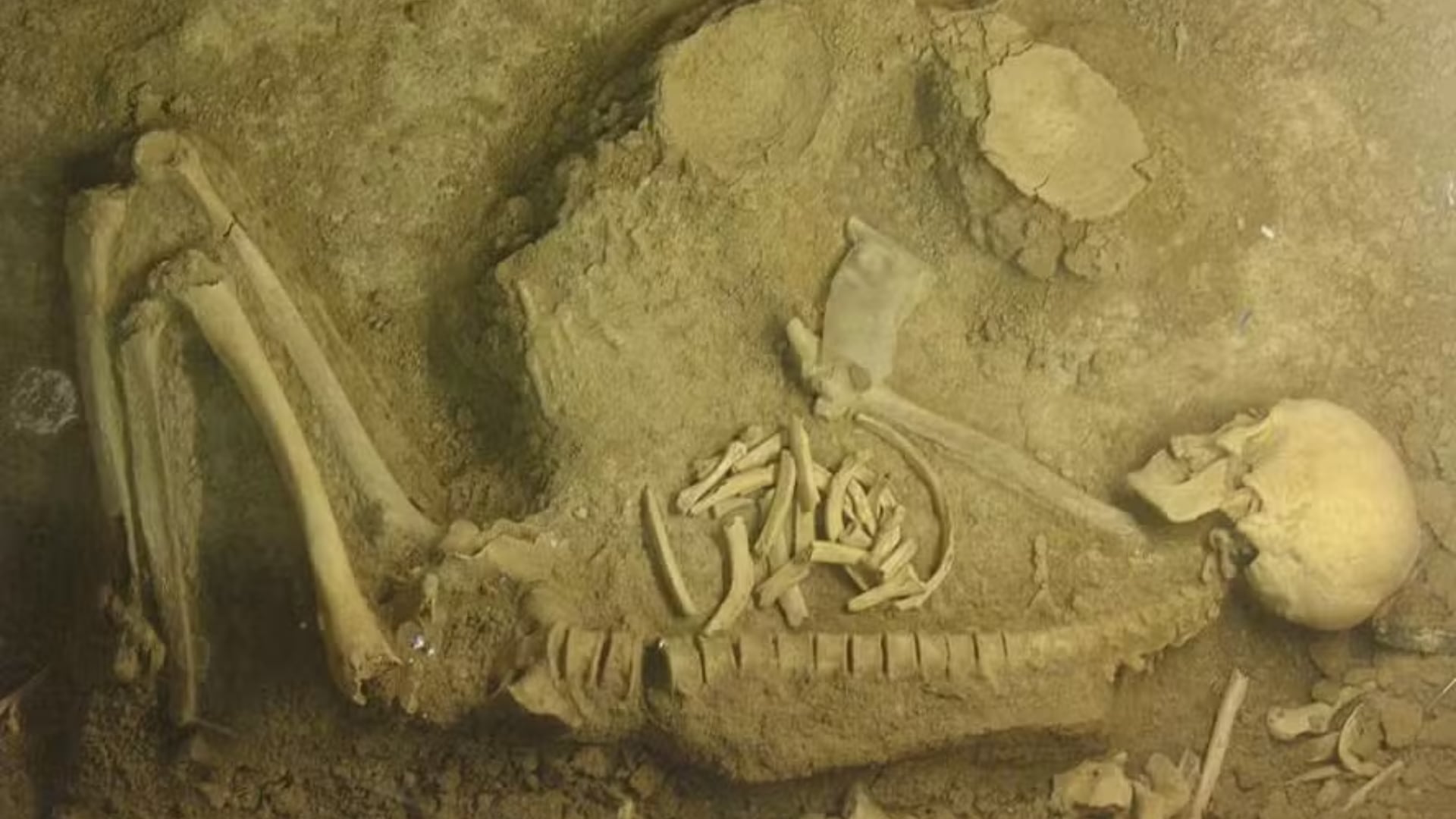 Estudio europeo reconstruyó genomas virales antiguos y confirmó la presencia hereditaria del HHV-6B desde la Edad del Hierro.