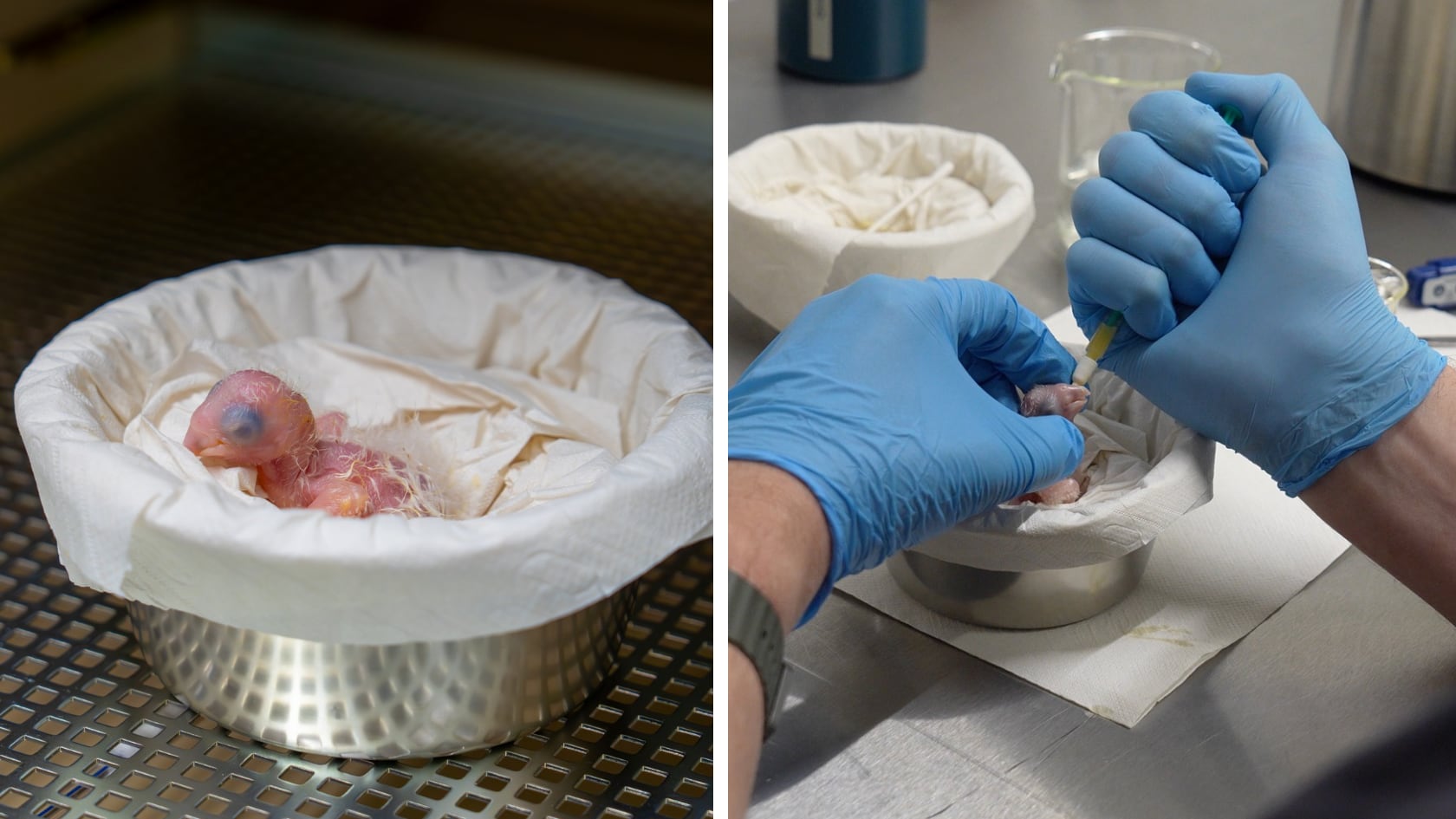 El primer nacimiento en cautiverio del guacamayo de Spix en Pairi Daiza impulsa un ambicioso proyecto de conservación global.