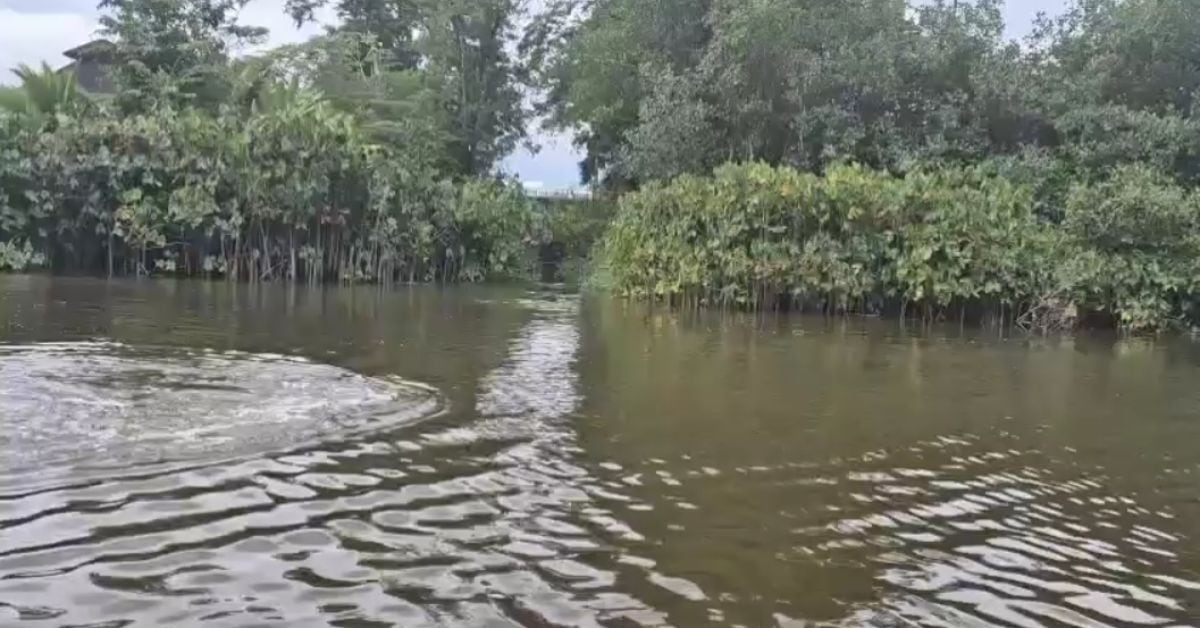 Sospechosos de robar combustible habrían desmantelado las mangueras que utilizaban para llevar a cabo el delito con tal de ocultar evidencia, lo que provocó un derrame de hidrocarburo en el río Bartolo. (Foto: cortesía Recope)