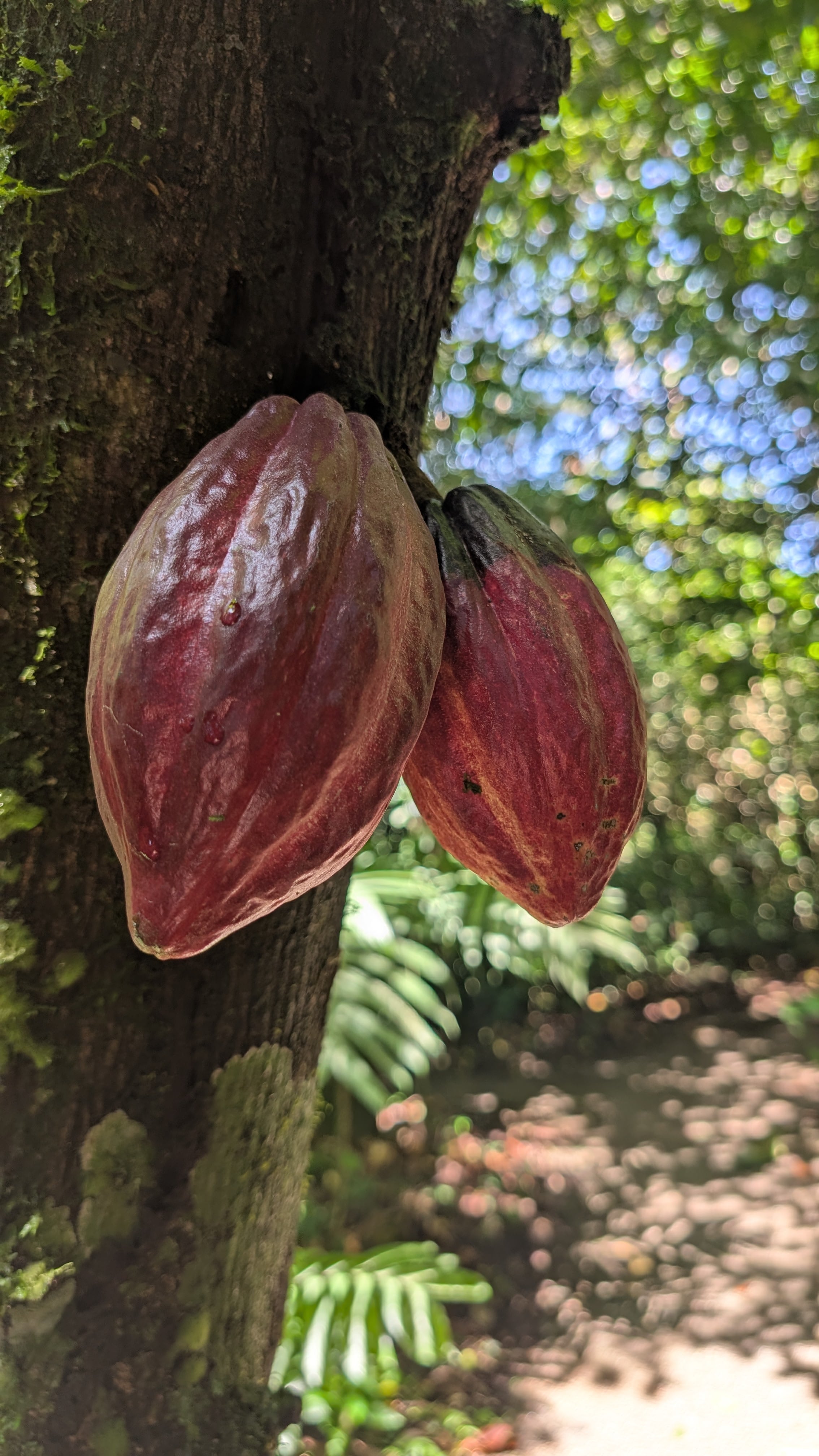 ¿Qué diferencia al chocolate del cacao? ¿Qué diferencia a un chocolate de 70% de pureza, de uno de 90% de pureza? ¿Qué diferencia hace que en ese 30% restantes se agregue leche? ¿Qué diferencia hace el método de tostado? Todos estos factores influyen no solo en el sabor del producto, sino en el impacto que este tendrá en su salud.