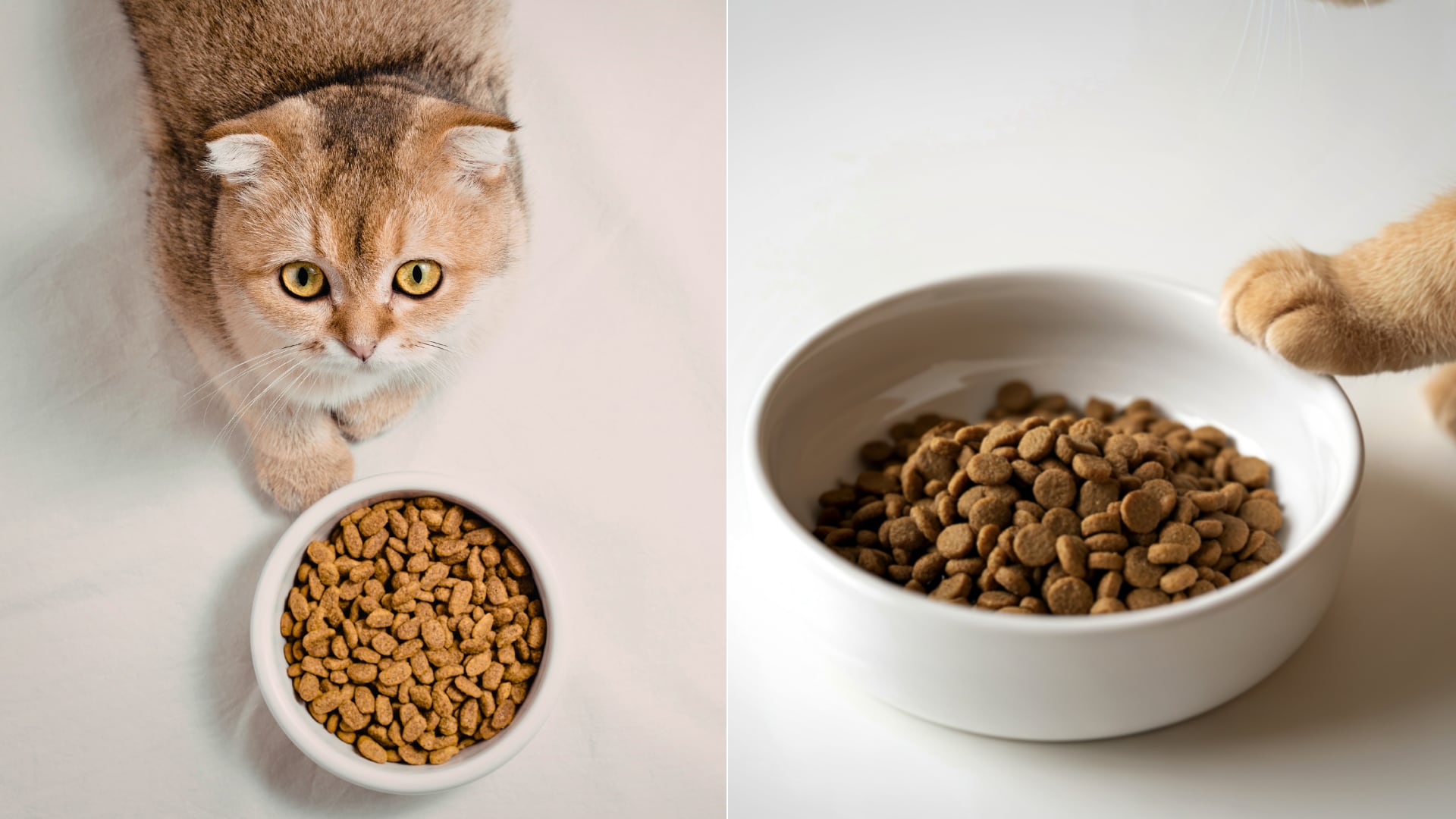 El olfato regula el apetito de los gatos. Cambiar olores puede aumentar su interés por la comida, según estudio científico.