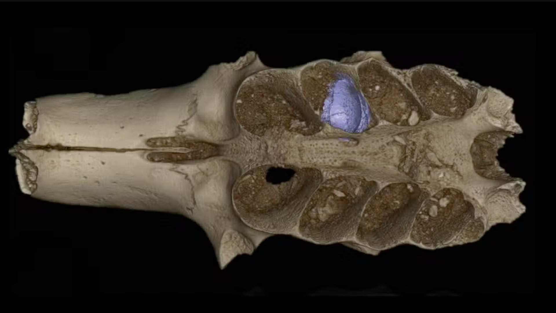 Científicos descubrieron colmenas fósiles dentro de huesos en una caverna del Caribe y aclararon la conducta de una especie ancestral.