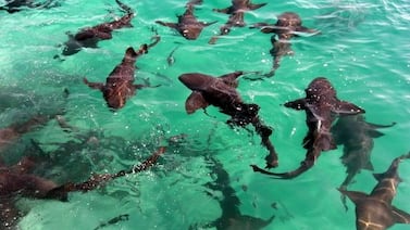 Los tiburones del Caribe se están contaminando con cocaína y analgésicos, revela estudio