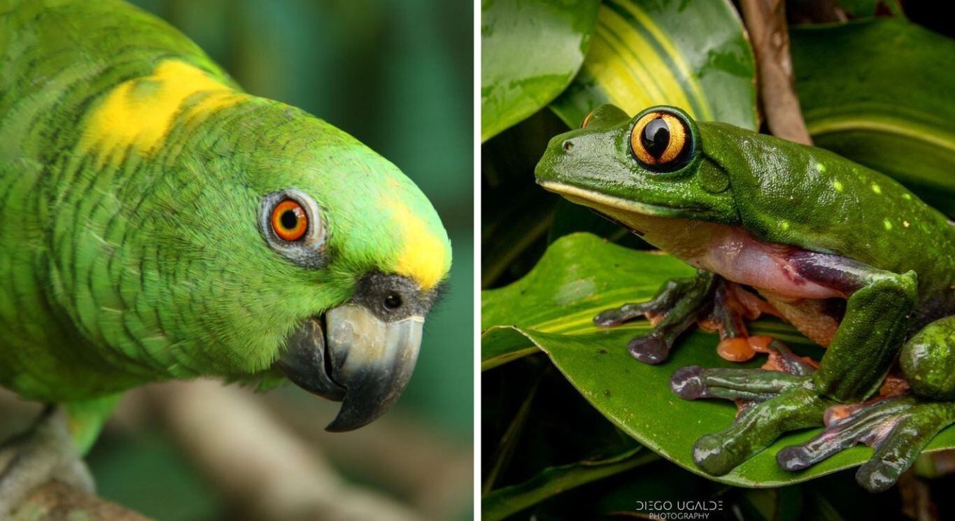 La lora de nuca amarilla y la rana de ojos dorados son dos especies en peligro de extinción que vive en libertad en las instalaciones del antiguo zoológico Simón Bolívar.