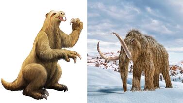 Los humanos cazaron hasta la extinción a muchas especies de grandes mamíferos