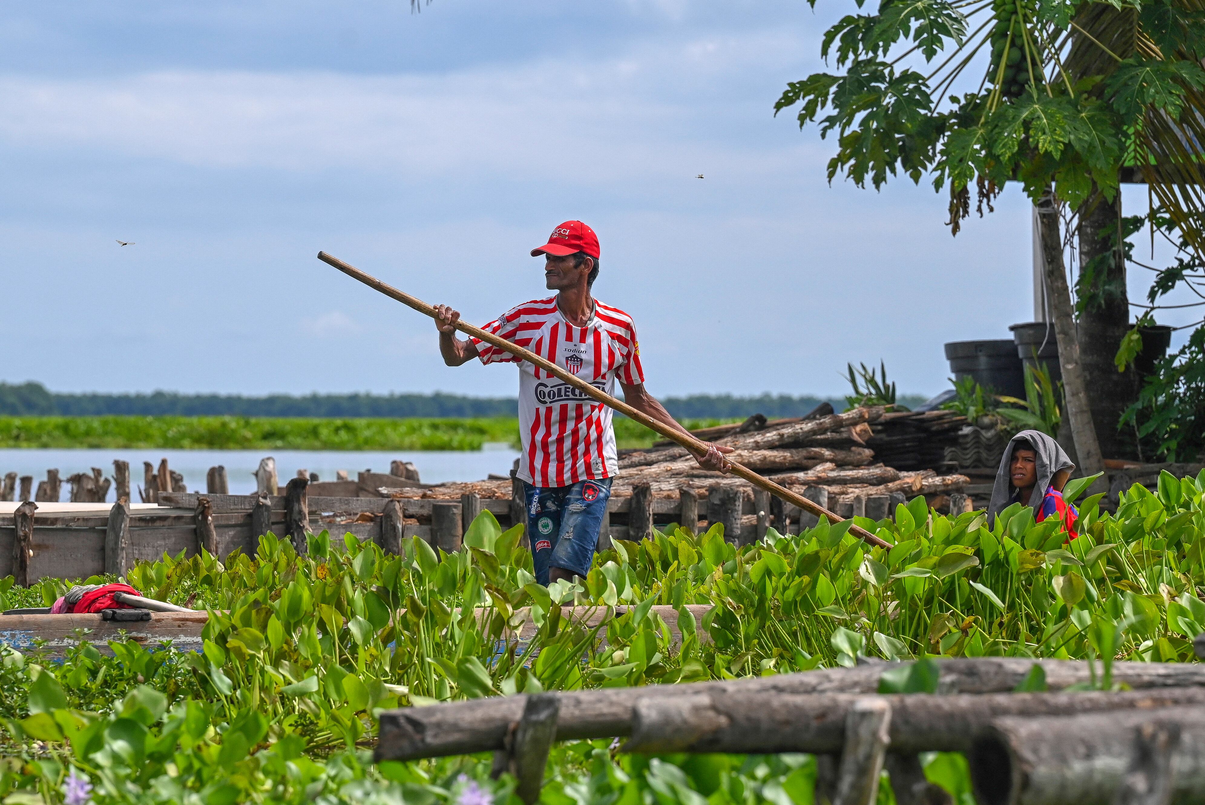 Pescadores de Nueva Venecia luchan contra la Hydrilla verticillata, planta invasora que bloquea la pesca en la ciénaga.