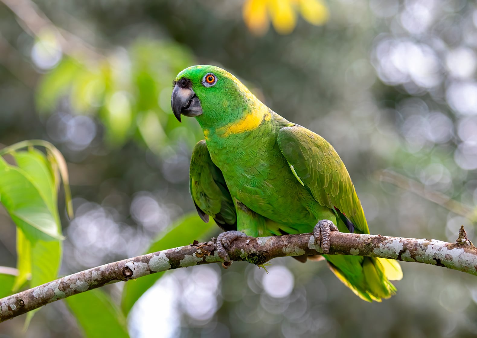 El "Amazona auropalliata", conocido popularmente como perico de nuca amarilla, fue la especie estudiada.
Fotografía: Shutterstock