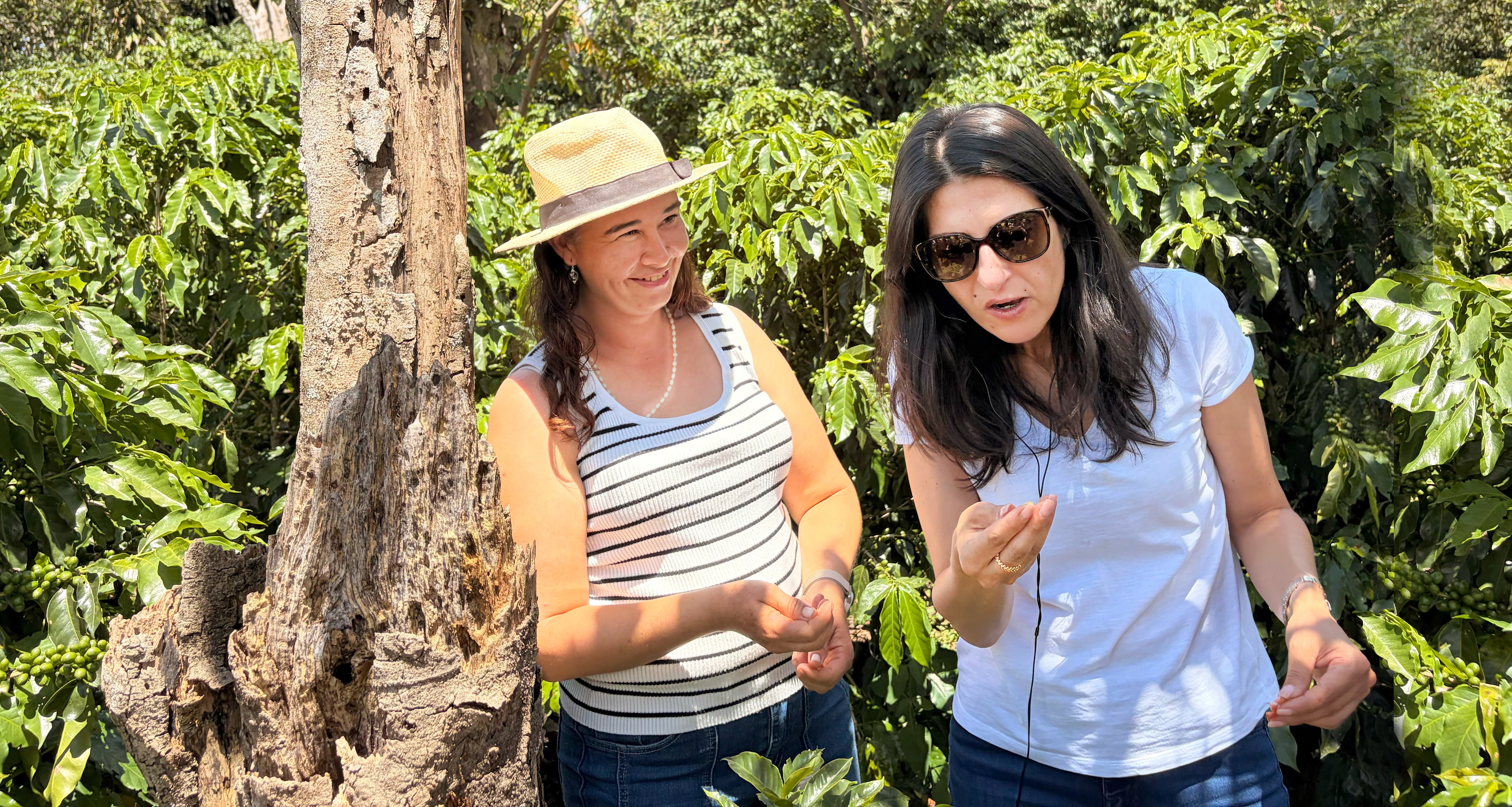 Serap Güler junto a la caficultora Lisbeth Bolaños, productora afiliada a CoopeVictoria R.L. y parte del grupo "Esencia de Mujer", durante un recorrido por un cafetal en Grecia el 1 de julio en el marco del apoyo de la cooperación alemana (GIZ) con productores de café.