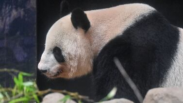 Despedida conmovedora: Japoneses se reúnen para honrar a pandas previo a su regreso a China