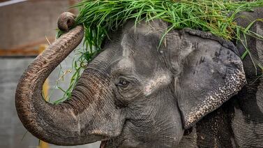 Mali, la elefanta más triste del mundo muere en un zoológico de Manila