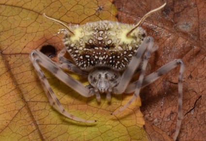 Científicos descubren en Ecuador una araña que imita un hongo para evitar ataques y mejorar su estrategia de caza.
