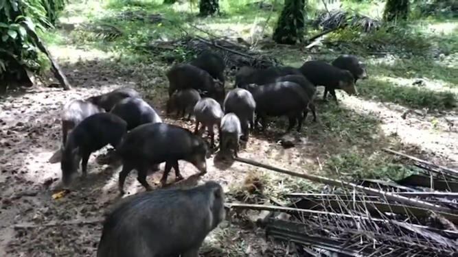 Especialistas atienden a chanchos de monte que fueron atacados por cazadores en la Península de Osa. Foto cortesía UNA.