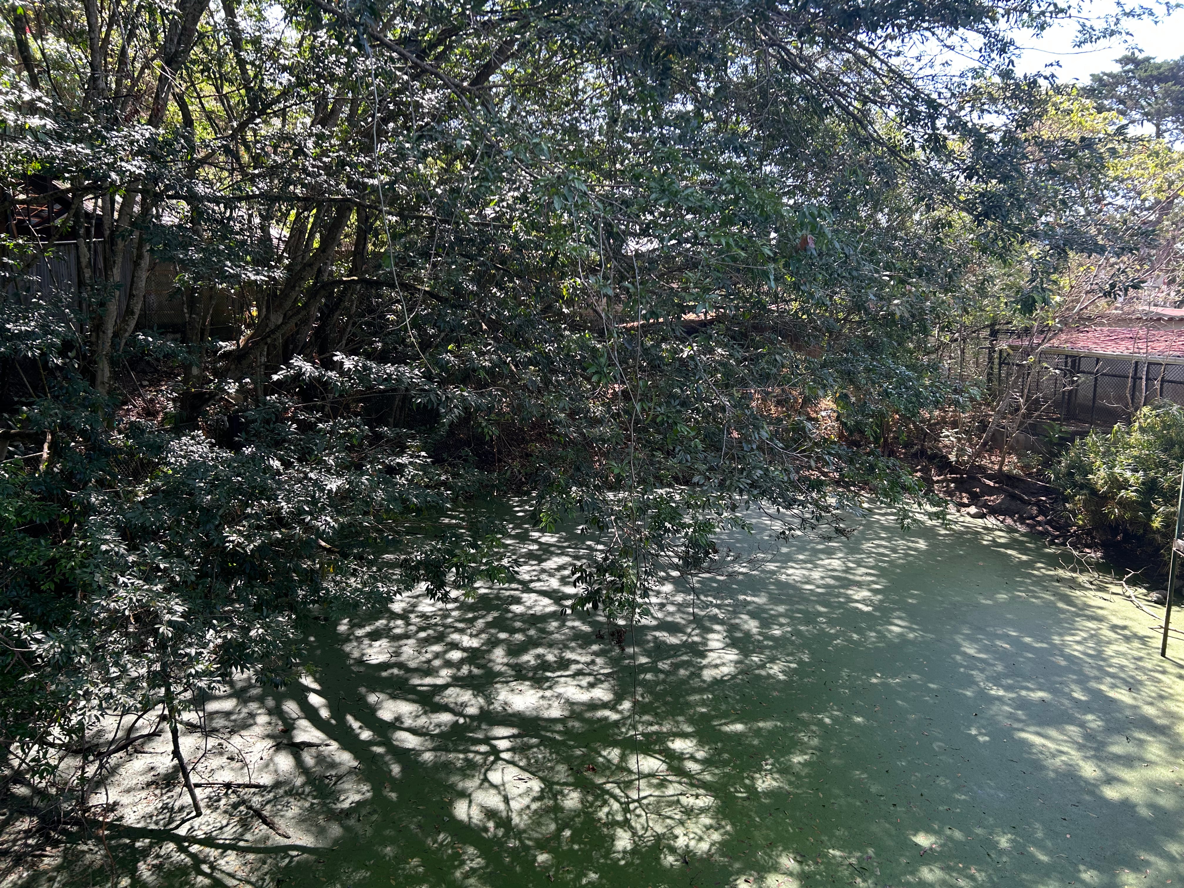 Simón Bolívar EXCLUSIVO VIVA