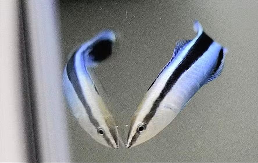 Científicos japoneses detectaron conductas de autoconciencia en un pez social tras innovador experimento con espejos.