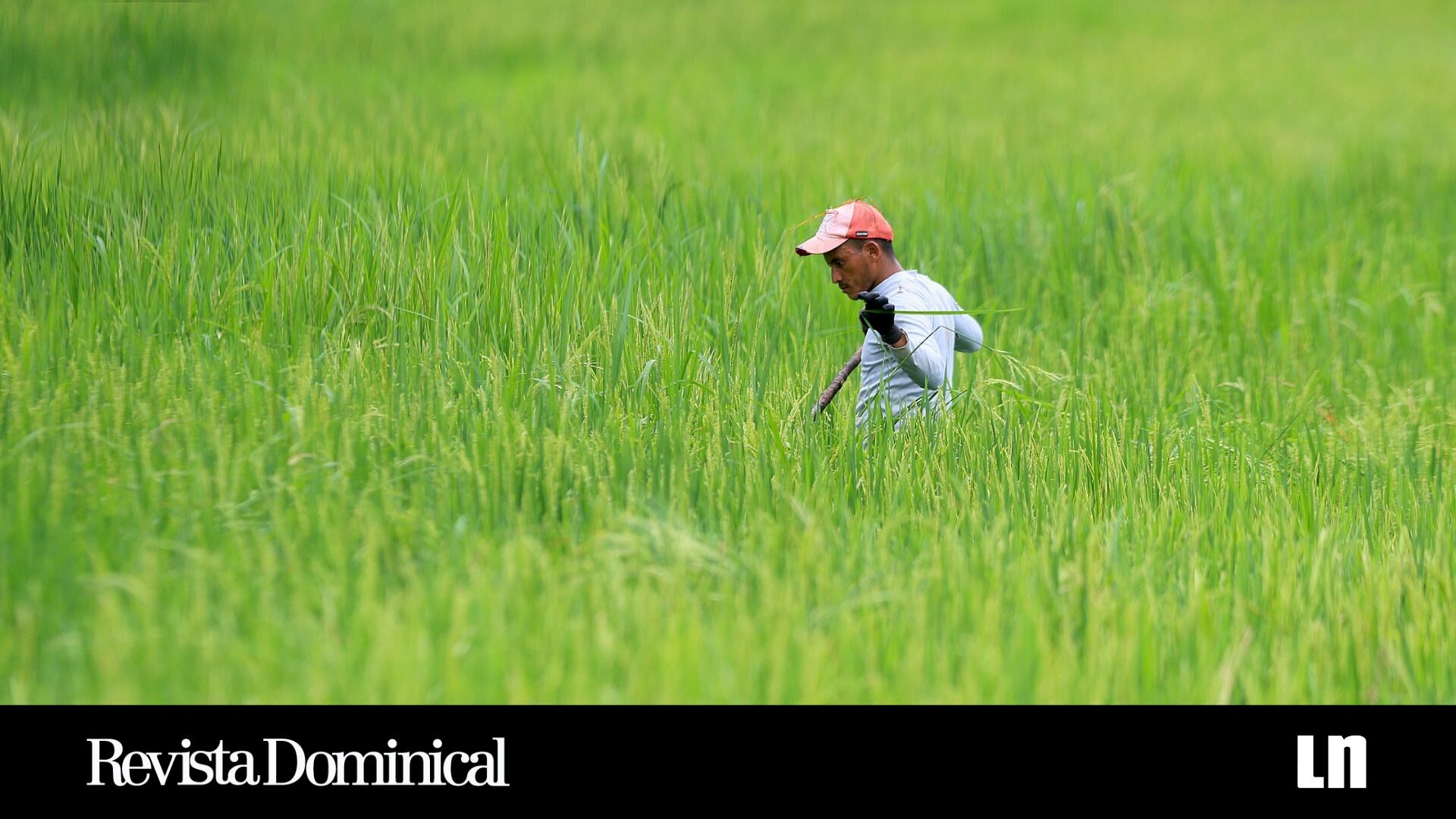 Objeto de incontables disputas, la ‘Ruta del Arroz’ propuesta por el gobierno busca reducir el precio para los consumidores. No obstante, los productores locales cuestionan que les haya costado su cultivo