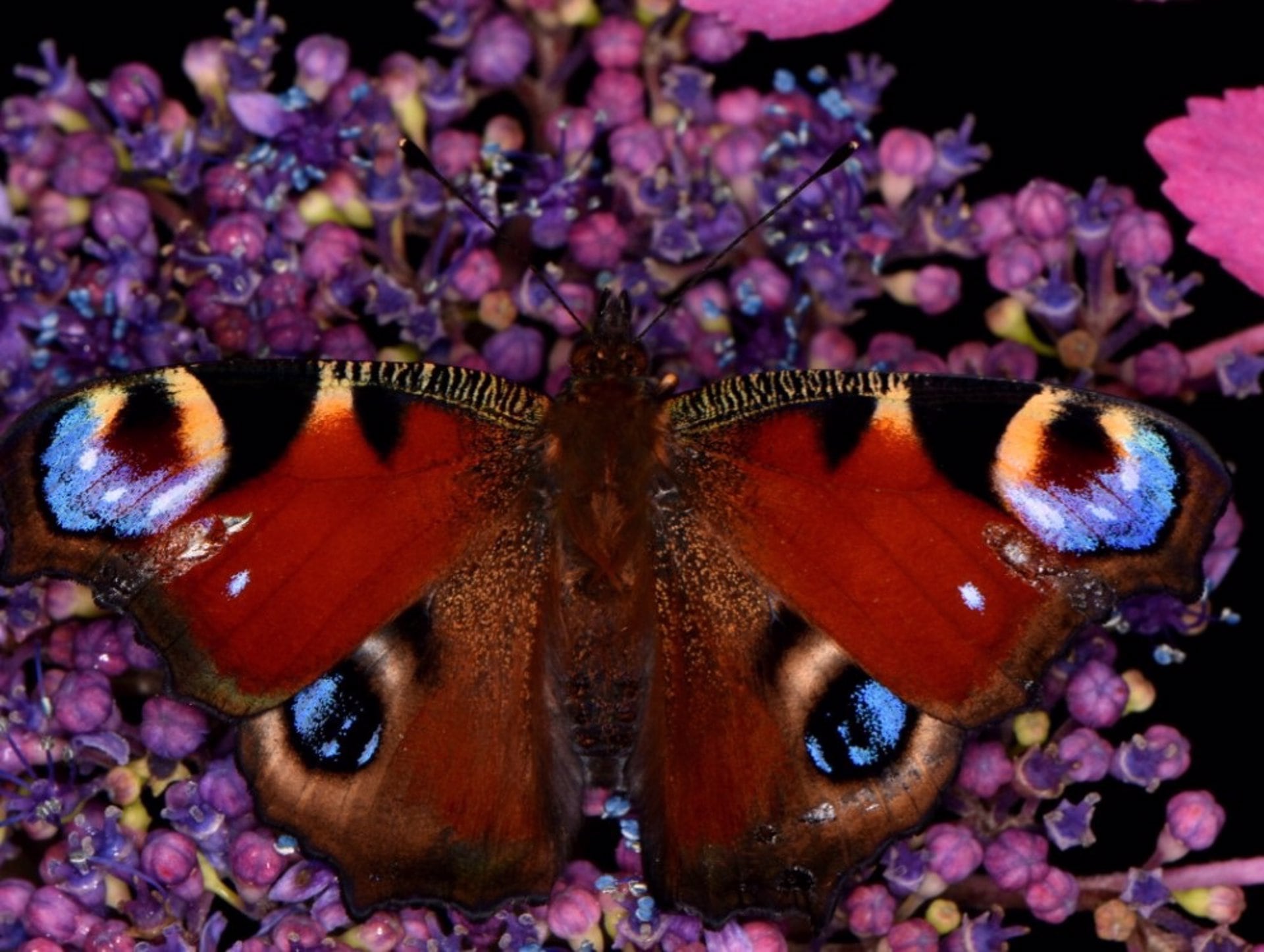 Las mariposas se electrizan para atraer polen sin tocar las flores.