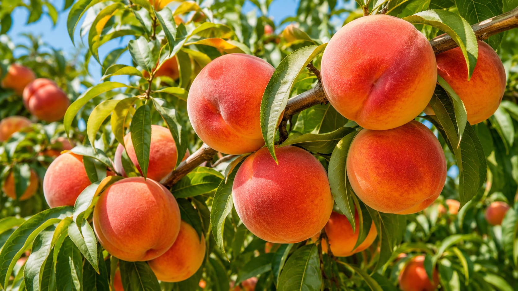 Productores de California perderán millones tras la cancelación de contratos con Del Monte y la destrucción masiva de árboles frutales.